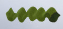 Diamine Inkvent Christmas Ink Bottle 50ml - Mistletoe - Picture 1